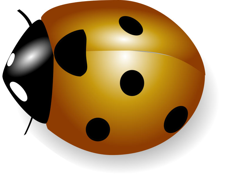 coccinelle