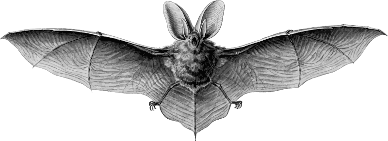 Brown long-eared bat