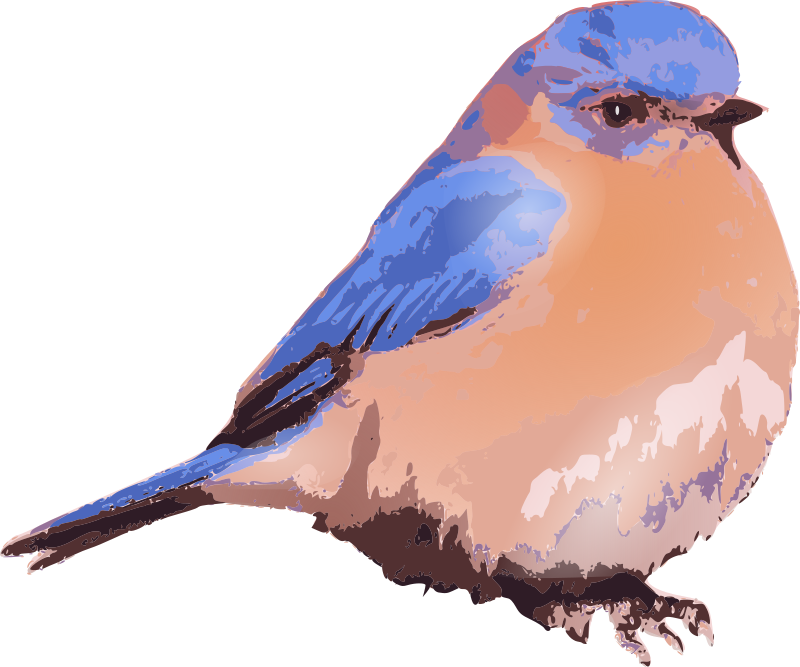 Eastern bluebird