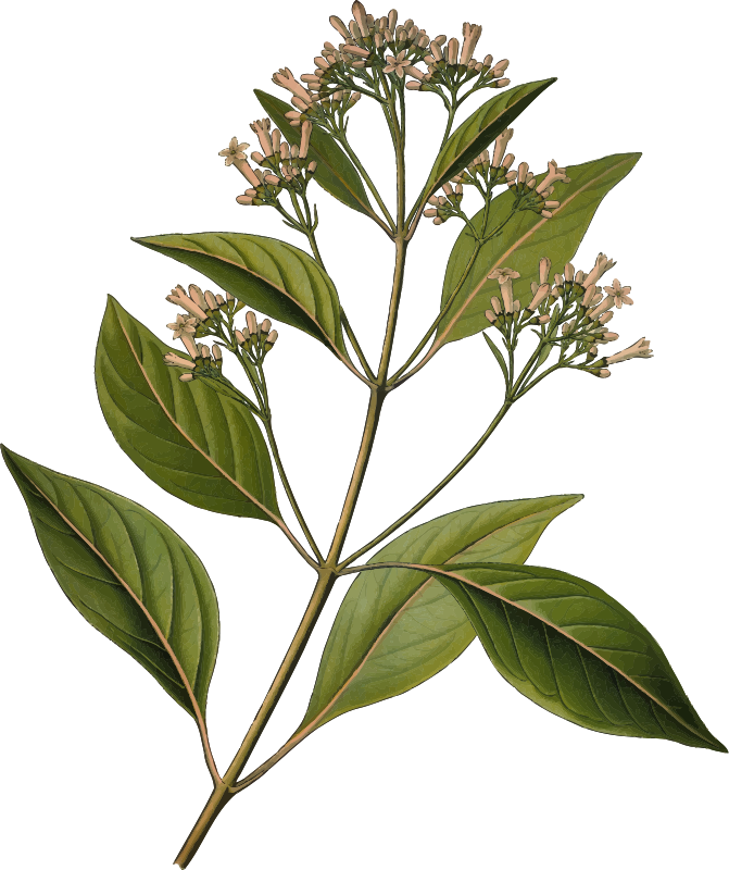 Cinchona officinalis (detailed)