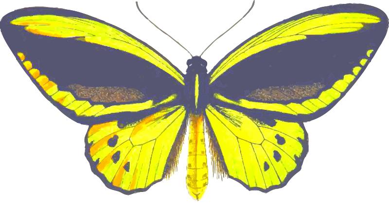 Birdwing butterfly