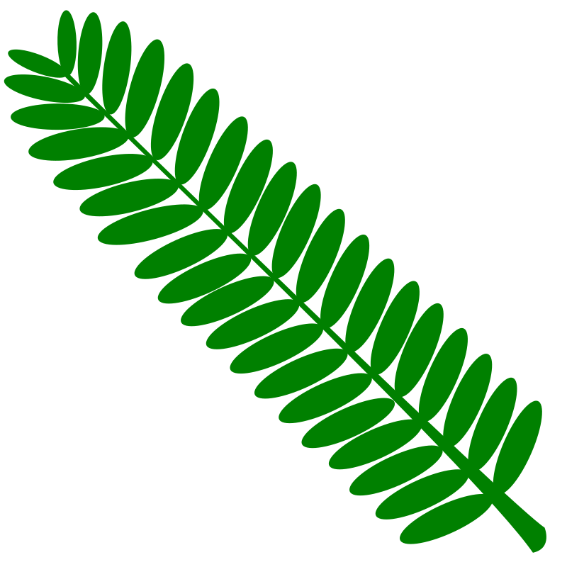 Mimosa leaf twig (touch-me-not) plant- one color