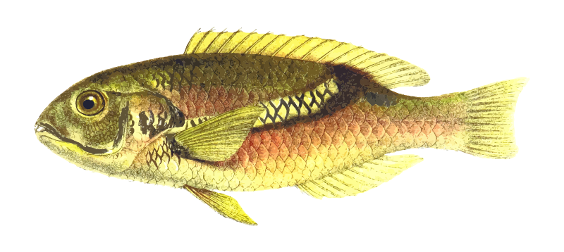 Zoster wrasse - Openclipart