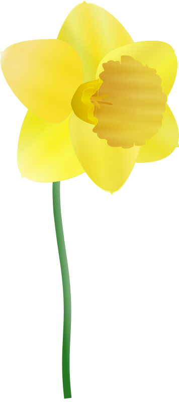 daffodil