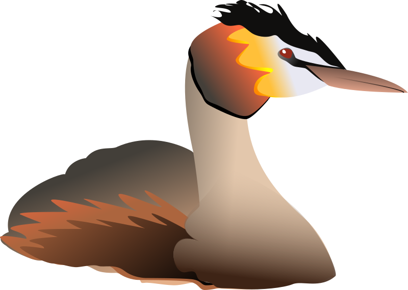 Podiceps cristatus