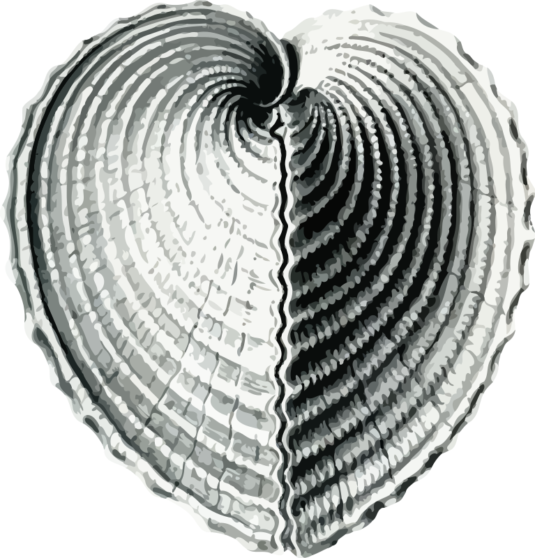 Bivalve 1 - heart cockle