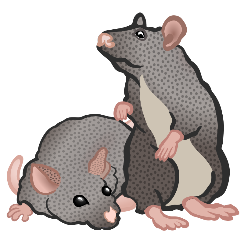 mice - coloured
