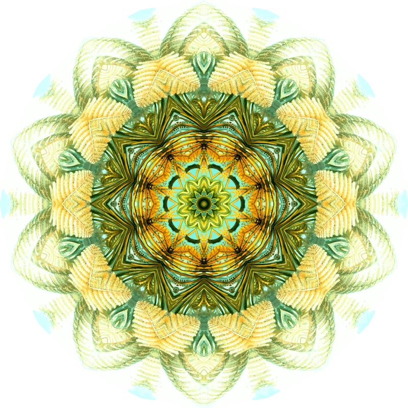 Filicinae 27
