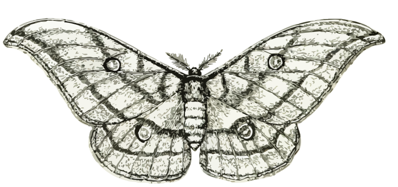 Moth 3