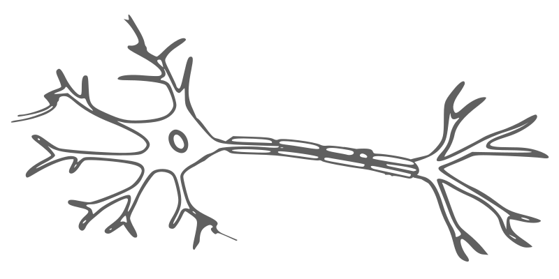 neuron