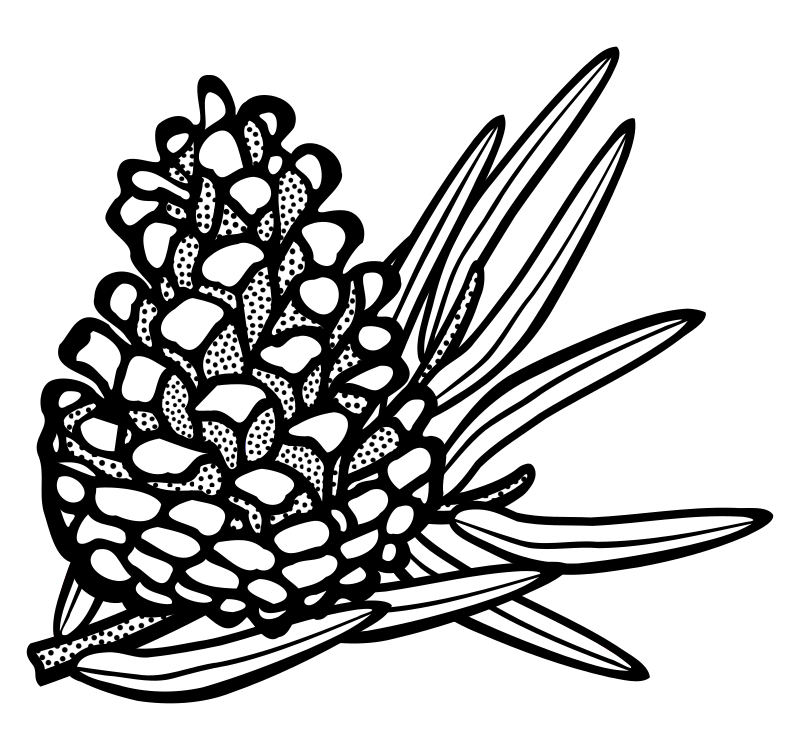 conifer cone - lineart