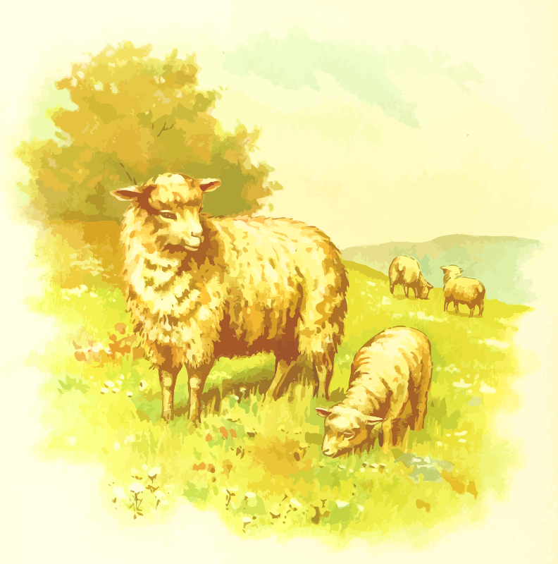 Sheep