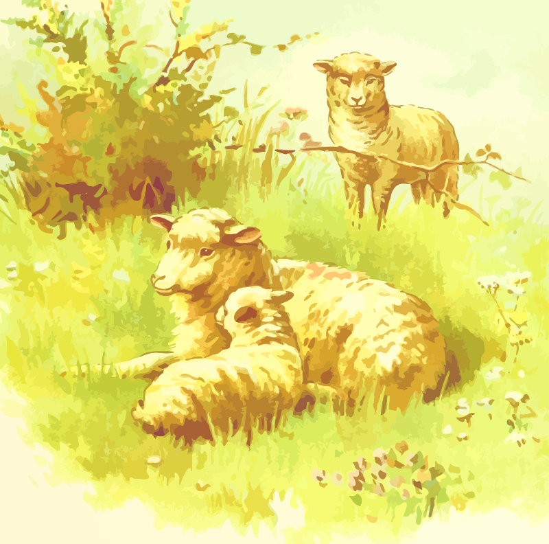 Sheep 2