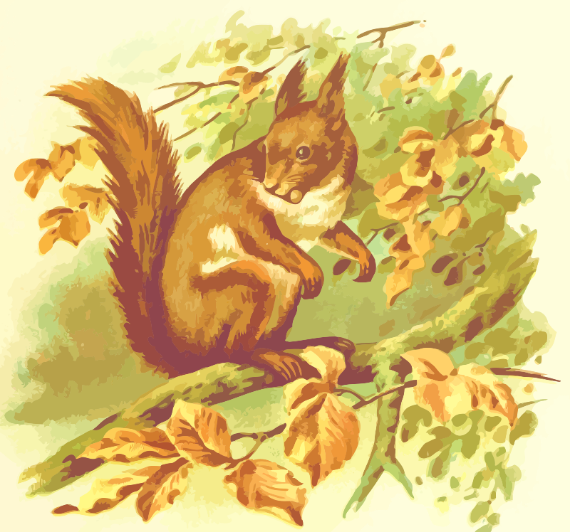 Squirrel 2