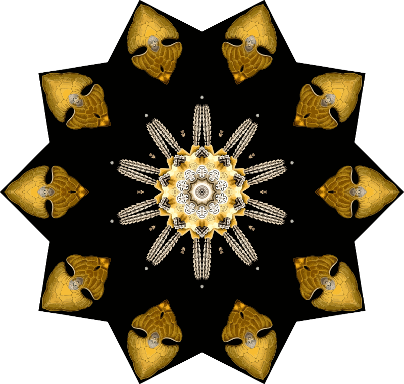 Echinidea 9