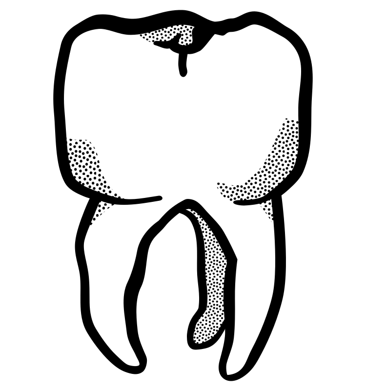 tooth - lineart