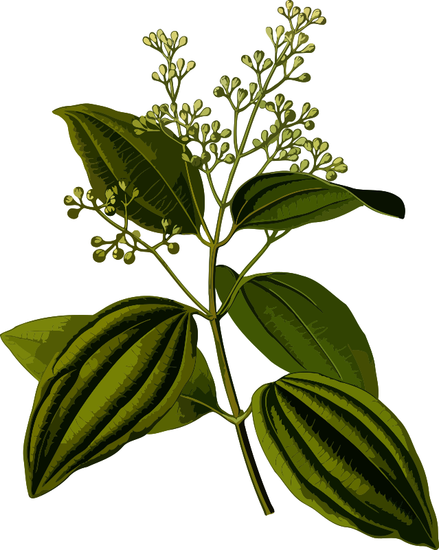 Ceylon cinnamon (smaller file)