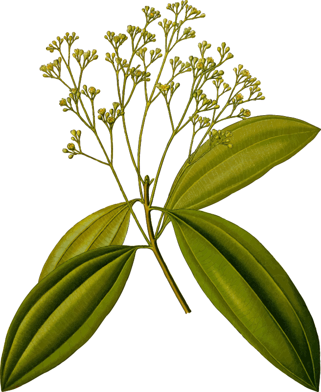 Chinese cinnamon (detailed)