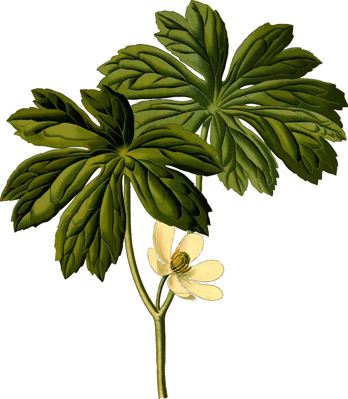 Mayapple (detailed)