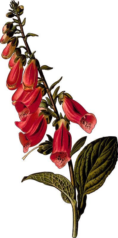 Foxglove (detailed)