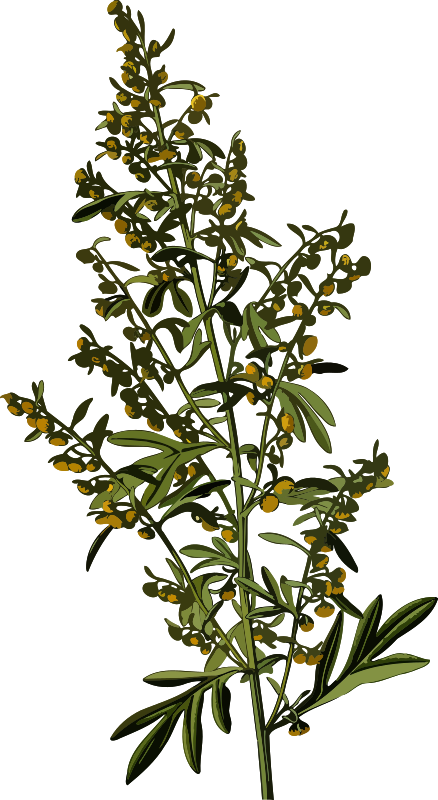 Wormwood (smaller file)