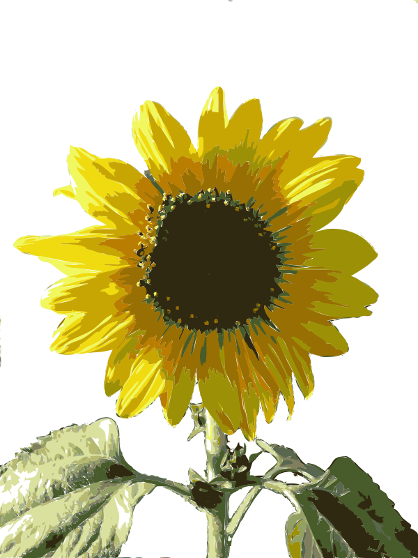 girasol-openclipart