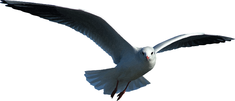 Seagull (detailed)