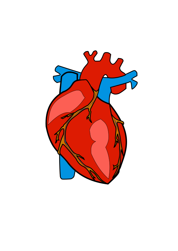 Human Heart Openclipart