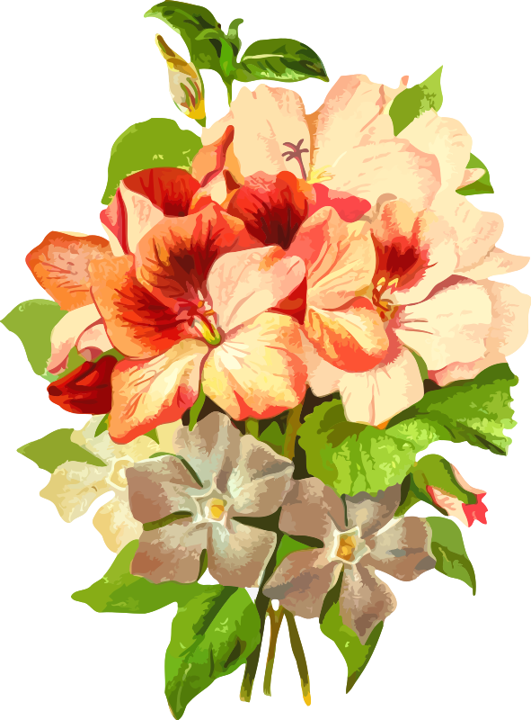 Pelargonium