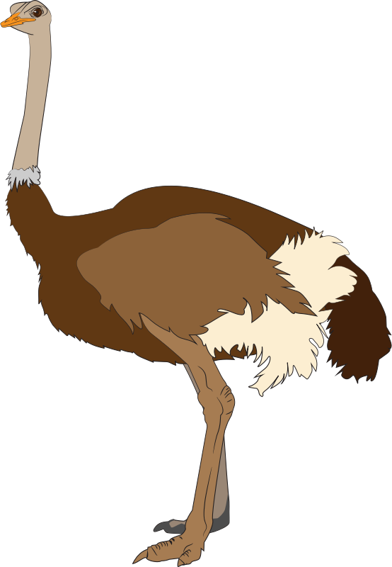 Ostrich