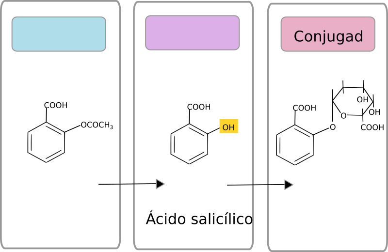 Drug Metabolism