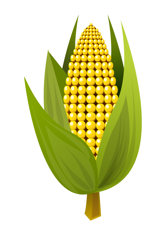 Corn