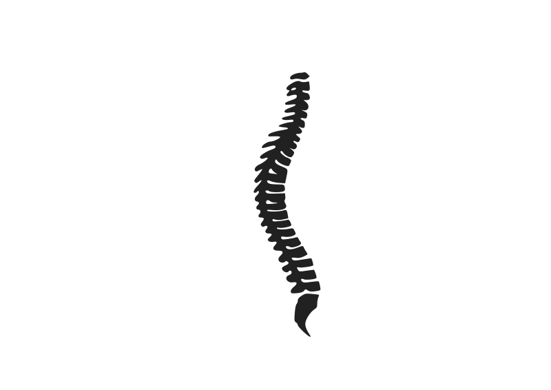 spine