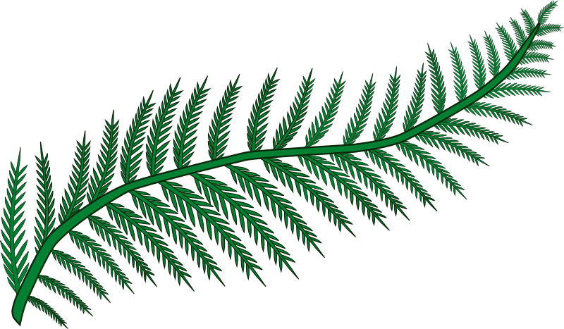 Fern