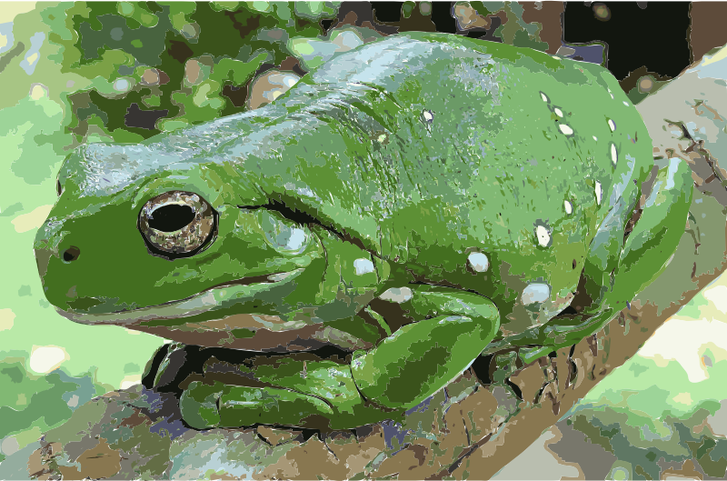 Magnificent tree frog (Litoria splendida) crop