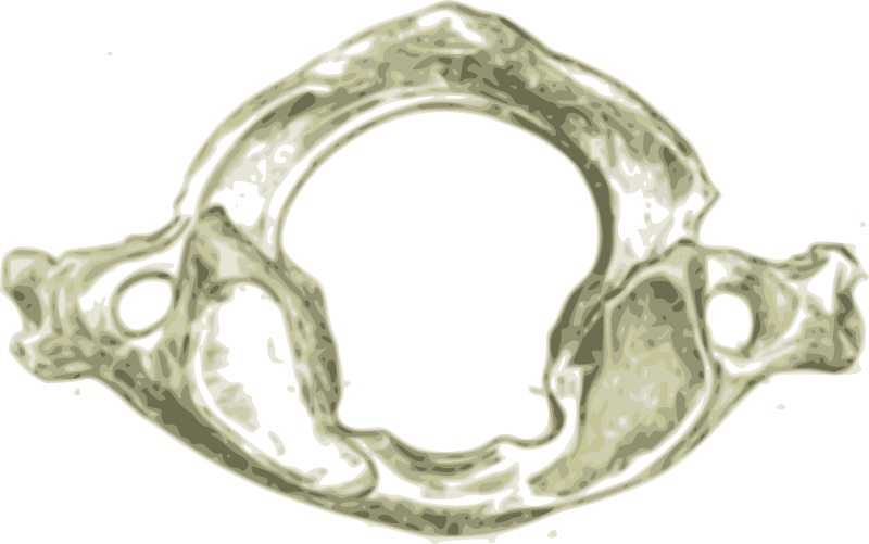 human cervical vertebrae