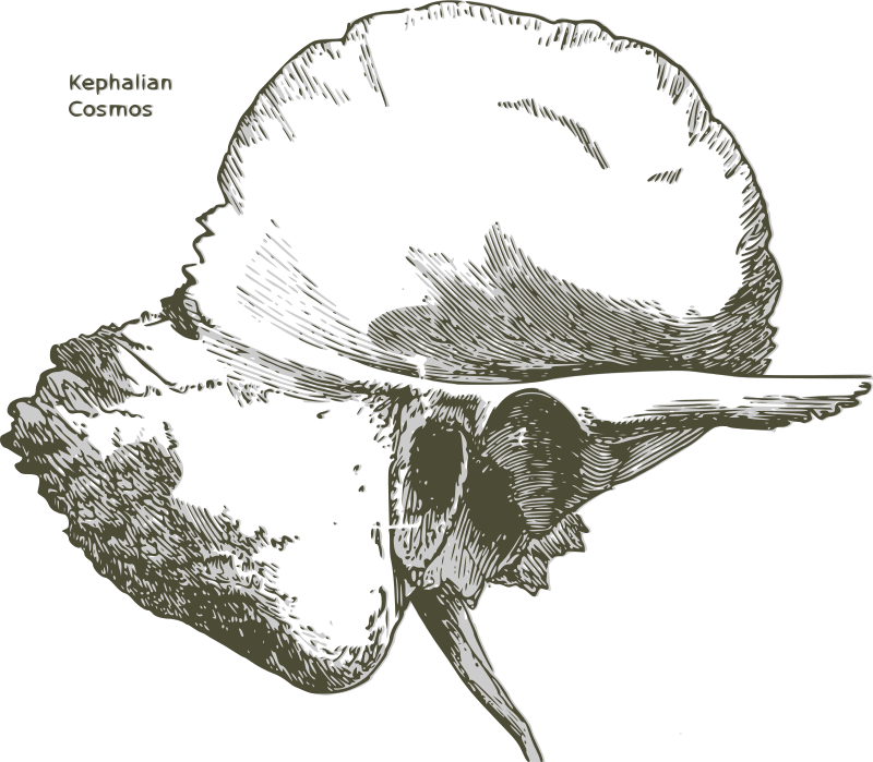 Human temporal bone - Ear bone