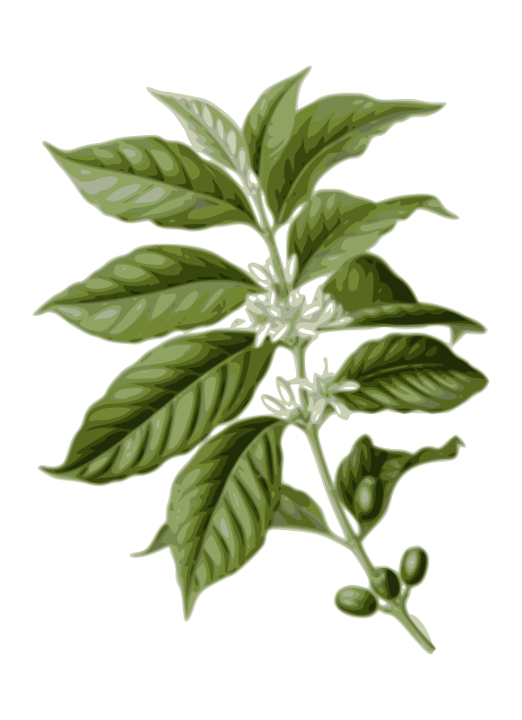 coffee leaves