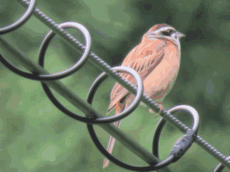 meadow bunting