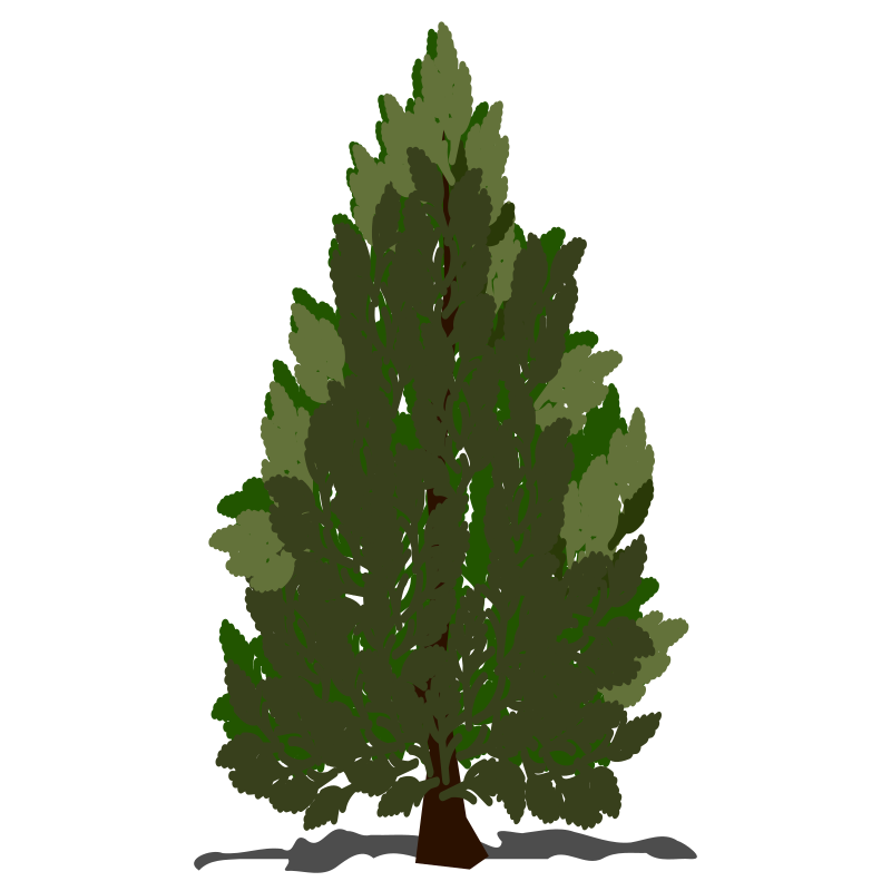 Pine tree