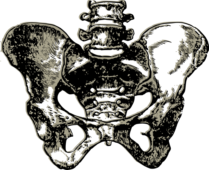 Complete Human Pelvic bone