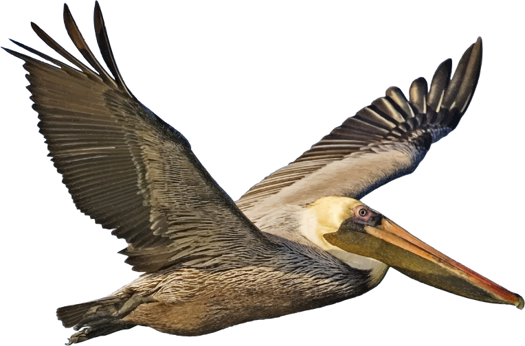 Brown Pelican In Flight