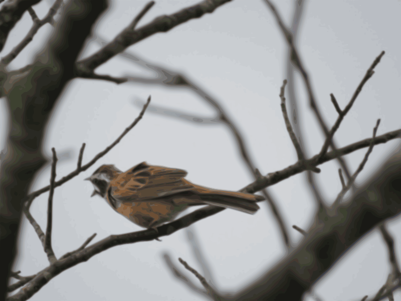 meadow bunting 02