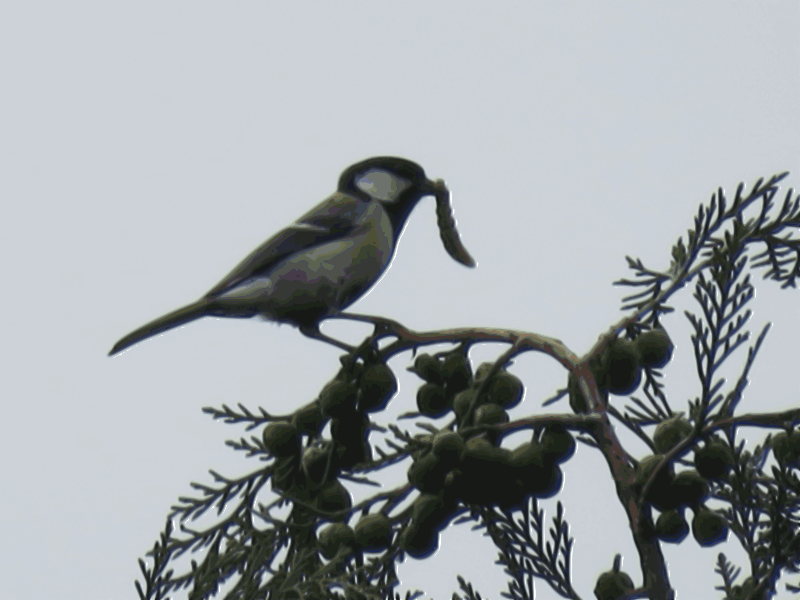 Japanese tit