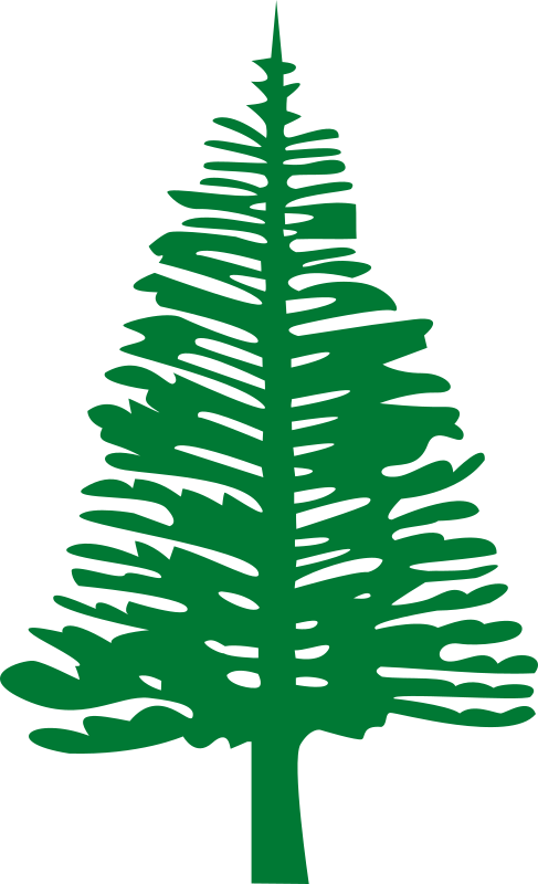 Norfolk Island Pine