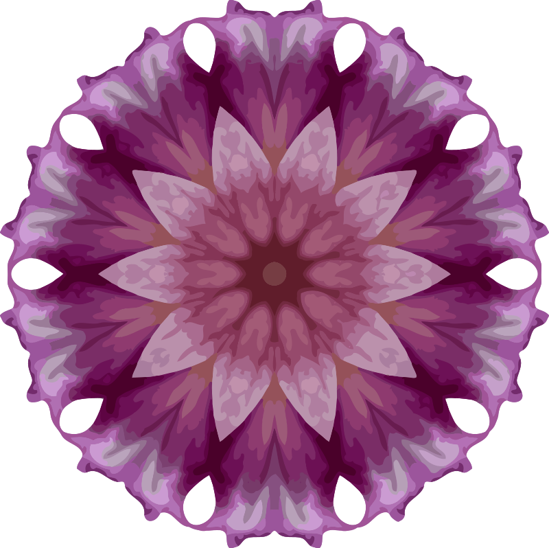 Orchid kaleidoscope 17