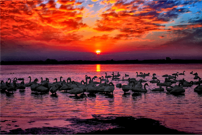 Swan Sunset