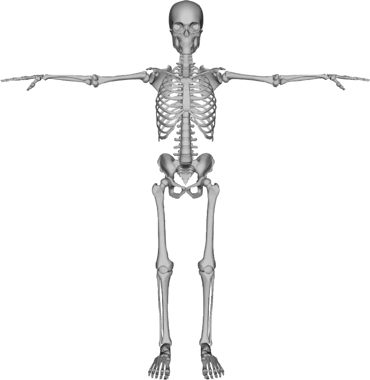 Skeleton With Arms Out