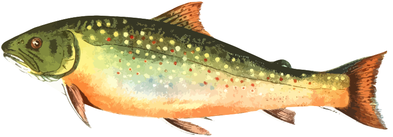 American brook trout