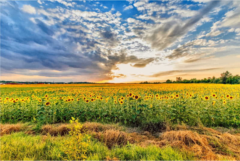 Sunflower Field Hungary